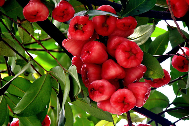 蓮霧是什么蓮霧的營養價值體現在哪-易網健康<a href=http://www.xllyou.com/jkys/ target=_blank class=infotextkey>養生</a>網 蓮霧是什么蓮霧的營養價值體現在哪