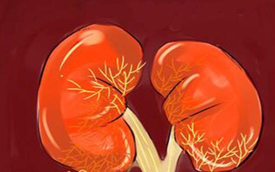 腎病患者適合吃什么有腎病吃什么好-易網健康<a href=http://www.xllyou.com/jkys/ target=_blank class=infotextkey>養生</a>網 腎病患者適合吃什么有腎病吃什么好