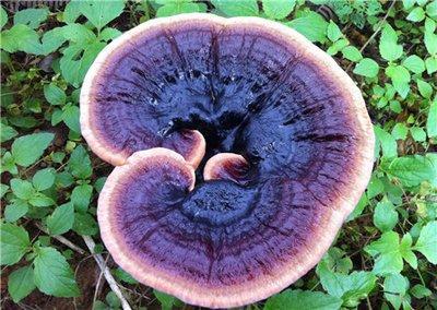 吃靈芝吃的太多會不會導致容易上火