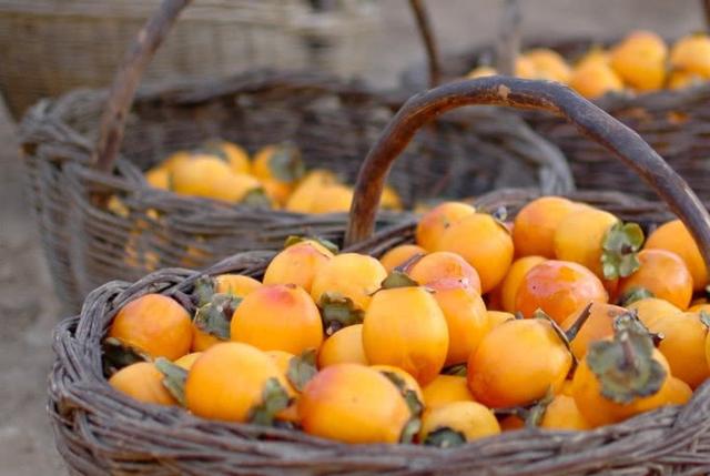 柿子泡酒的功效以及柿子泡酒的方法-易網健康<a href=http://www.xllyou.com/jkys/ target=_blank class=infotextkey>養生</a>網 柿子泡酒的功效以及柿子泡酒的方法