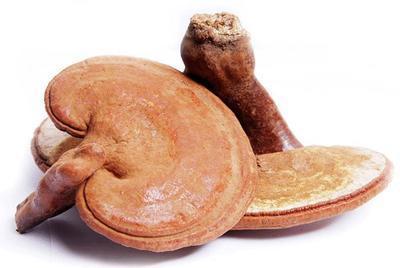 堅持吃靈芝兩年時間身體會出現的變化-易網<a href=http://www.xllyou.com/ target=_blank class=infotextkey>健康養生</a>網 堅持吃靈芝兩年時間身體會出現的變化