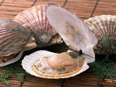 扇貝的營養價值清蒸扇貝粉絲的做法-易網健康<a href=http://www.xllyou.com/jkys/ target=_blank class=infotextkey>養生</a>網 扇貝的營養價值清蒸扇貝粉絲的做法