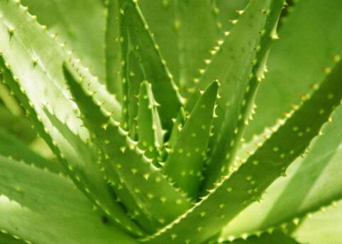 自己種的蘆薈植物可以直接用來(lái)擦臉嗎-易網(wǎng)健康<a href=http://www.xllyou.com/jkys/ target=_blank class=infotextkey>養(yǎng)生</a>網(wǎng) 自己種的蘆薈植物可以直接用來(lái)擦臉嗎