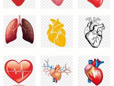 經常在早上五點起床內臟器官會不會受影響