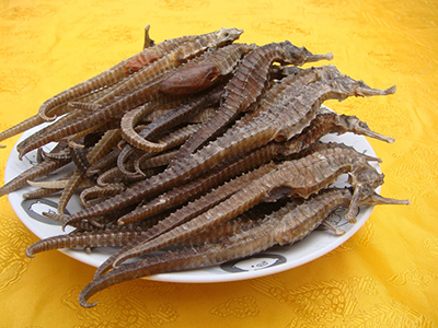 海馬的營養功效以及海馬的食用方法-易網健康<a href=http://www.xllyou.com/jkys/ target=_blank class=infotextkey>養生</a>網 海馬的營養功效以及海馬的食用方法