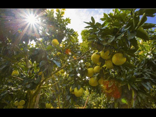 愛吃柚子的快看!柚子+它=服毒-易網健康養生網 愛吃柚子的快看!柚子+它=服毒