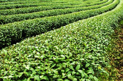 哪些茶葉對于肝臟的養肝護肝效果最好-易網<a href=http://www.xllyou.com/ target=_blank class=infotextkey>健康養生</a>網 哪些茶葉對于肝臟的養肝護肝效果最好