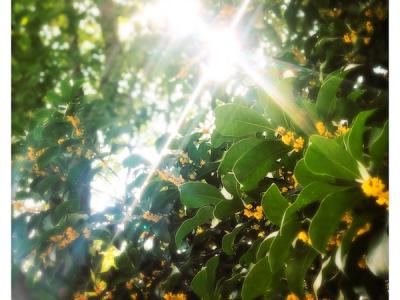 寒露:香酥炸藕餅,寥寥天宇空