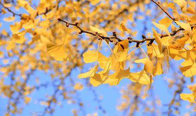 秋季到了多吃這五種食物養生效果更好-易網<a href=http://www.xllyou.com/ target=_blank class=infotextkey>健康養生</a>網 秋季到了多吃這五種食物養生效果更好