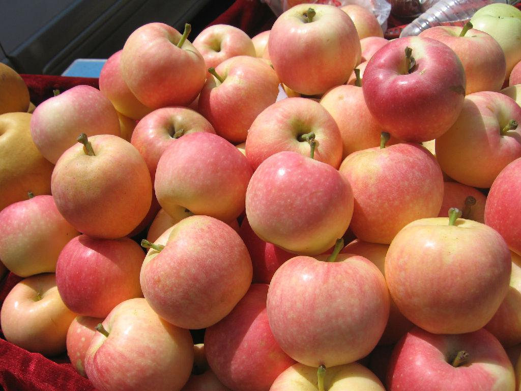 雖然常吃蘋果好處多但是這三種人群不能吃-易網(wǎng)<a href=http://www.xllyou.com/ target=_blank class=infotextkey>健康養(yǎng)生</a>網(wǎng) 雖然常吃蘋果好處多但是這三種人群不能吃