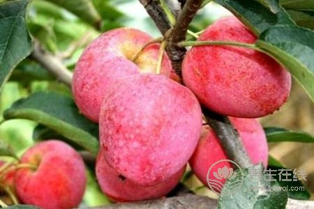 蘋果有什么好處?蘋果作用是什么?-易網健康養生網 蘋果有什么好處?蘋果作用是什么?