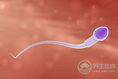 精子有什么好處?精子有什么功效?-易網(wǎng)健康養(yǎng)生網(wǎng) 精子有什么好處?精子有什么功效?