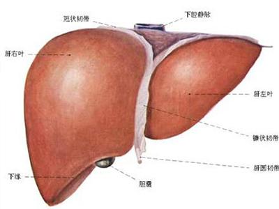 這兩種蔬菜能幫我們把肝臟清洗的很干凈-易網健康<a href=http://www.xllyou.com/jkys/ target=_blank class=infotextkey>養生</a>網 這兩種蔬菜能幫我們把肝臟清洗的很干凈