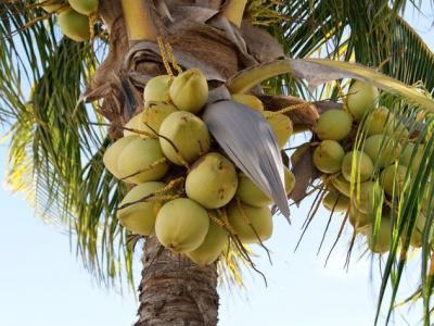 椰子不小心發芽變成老椰子之后還能吃嗎