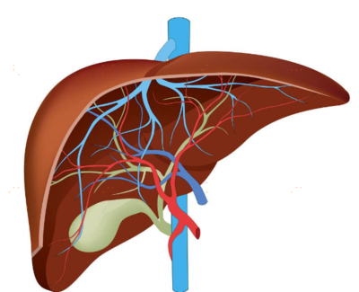 肝臟不好的人早上起床會出現這四個癥狀-易網健康<a href=http://www.xllyou.com/jkys/ target=_blank class=infotextkey>養生</a>網 肝臟不好的人早上起床會出現這四個癥狀