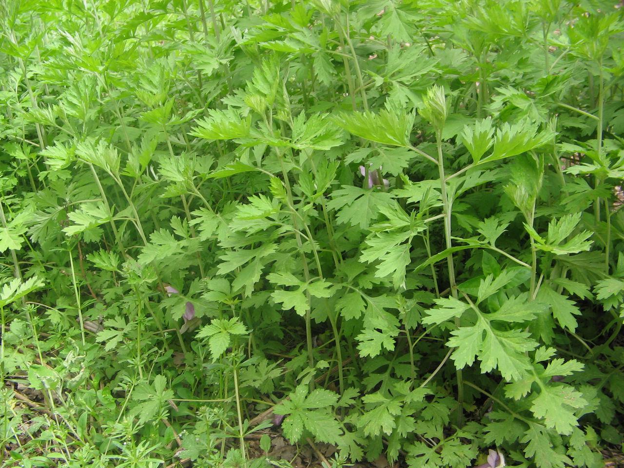 艾葉做為常見的中藥可以用來治什么病-易網健康<a href=http://www.xllyou.com/jkys/ target=_blank class=infotextkey>養生</a>網 艾葉做為常見的中藥可以用來治什么病