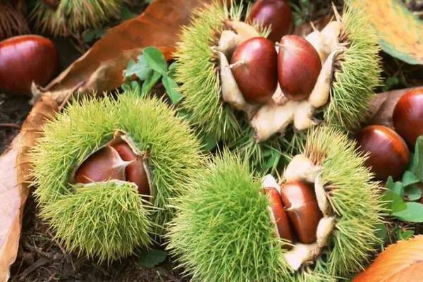 秋季到了吃板栗雖然好處多但要注意這四點(diǎn)
