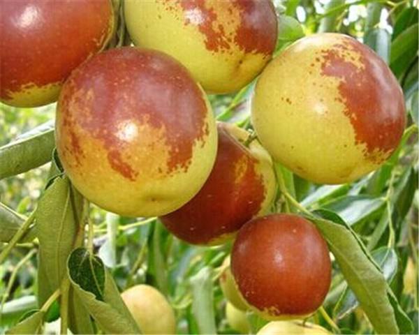 冬棗不可以和哪些常見食物一起食用-易網健康<a href=http://www.xllyou.com/jkys/ target=_blank class=infotextkey>養生</a>網 冬棗不可以和哪些常見食物一起食用