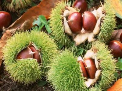 秋季到了吃板栗雖然好處多但要注意這四點(diǎn)