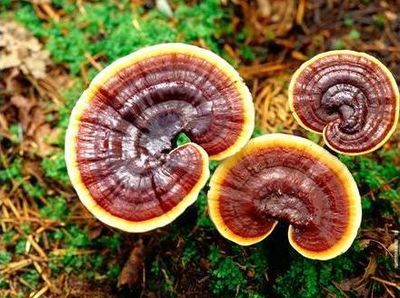 靈芝的功效與作用新鮮的靈芝應該怎么吃-易網(wǎng)健康<a href=http://www.xllyou.com/jkys/ target=_blank class=infotextkey>養(yǎng)生</a>網(wǎng) 靈芝的功效與作用新鮮的靈芝應該怎么吃