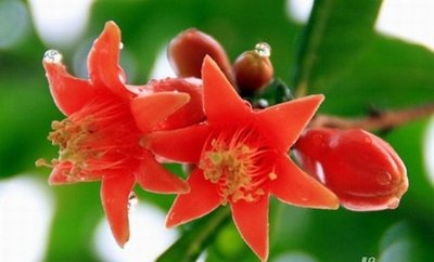 石榴花泡水的功效以及石榴花泡水禁忌-易網(wǎng)健康<a href=http://www.xllyou.com/jkys/ target=_blank class=infotextkey>養(yǎng)生</a>網(wǎng) 石榴花泡水的功效以及石榴花泡水禁忌