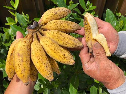 香蕉和芭蕉是同一種食物嗎?便秘吃哪種?-易網健康養生網 香蕉和芭蕉是同一種食物嗎?便秘吃哪種?