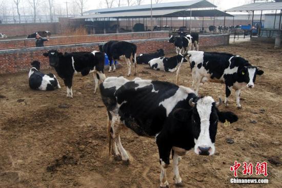 國產奶是不是能百分之百放心喝?-易網健康<a href=http://www.xllyou.com/jkys/ target=_blank class=infotextkey>養生</a>網 國產奶是不是能百分之百放心喝?