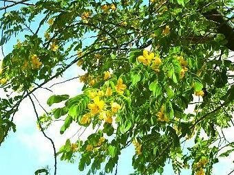 槐樹花茶喝起來對身體有哪些好處-易網健康<a href=http://www.xllyou.com/jkys/ target=_blank class=infotextkey>養生</a>網 槐樹花茶喝起來對身體有哪些好處