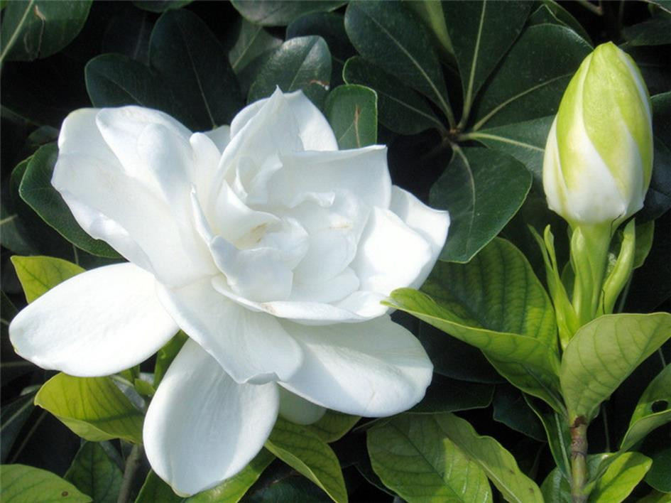 桅子花和梔子花茶具有的功效與作用-易網健康<a href=http://www.xllyou.com/jkys/ target=_blank class=infotextkey>養生</a>網 桅子花和梔子花茶具有的功效與作用