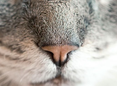 吃哪些食物能提高免疫力？