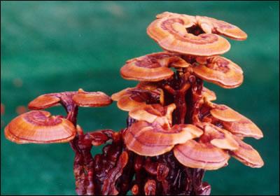 靈芝的藥用價值以及靈芝怎么泡水喝-易網(wǎng)健康<a href=http://www.xllyou.com/jkys/ target=_blank class=infotextkey>養(yǎng)生</a>網(wǎng) 靈芝的藥用價值以及靈芝怎么泡水喝