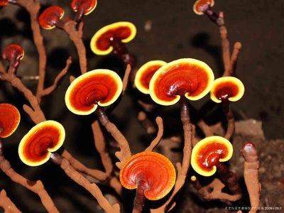 靈芝的功效與作用靈芝可以治什么病