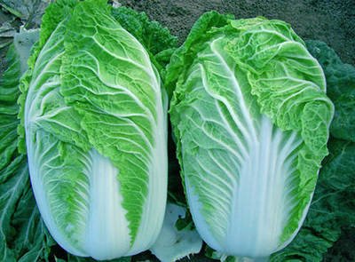 大白菜上長了很多的小黑點會不會影響食用-易網健康<a href=http://www.xllyou.com/jkys/ target=_blank class=infotextkey>養(yǎng)生</a>網 大白菜上長了很多的小黑點會不會影響食用