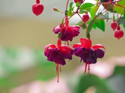 燈籠花草是什么燈籠花草的功效和作用