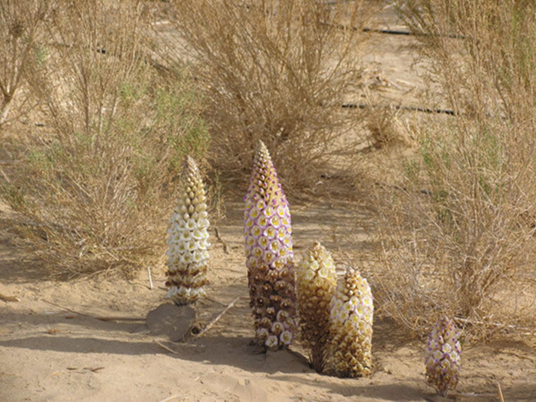 肉蓯蓉的功效和作用具體有哪些方面-易網健康<a href=http://www.xllyou.com/jkys/ target=_blank class=infotextkey>養生</a>網 肉蓯蓉的功效和作用具體有哪些方面