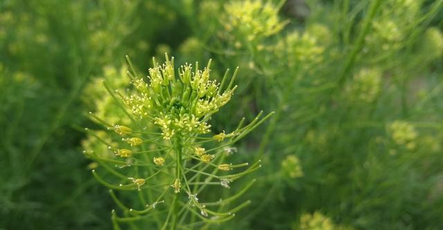 米米蒿的營養以及米米蒿的藥用價值-易網健康<a href=http://www.xllyou.com/jkys/ target=_blank class=infotextkey>養生</a>網 米米蒿的營養以及米米蒿的藥用價值