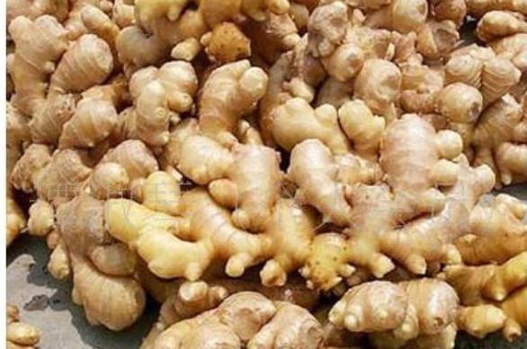 生姜的藥用價值有哪些呢