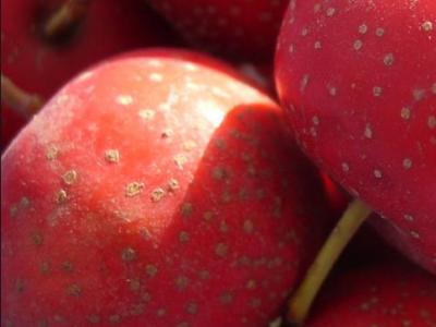 山楂具有哪些營養和養生價值