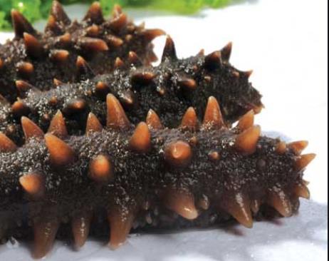 有風(fēng)濕傷風(fēng)的人群能不能吃海參