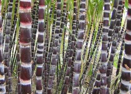 吃甘蔗中毒了身體有哪一些癥狀-易網(wǎng)健康<a href=http://www.xllyou.com/jkys/ target=_blank class=infotextkey>養(yǎng)生</a>網(wǎng) 吃甘蔗中毒了身體有哪一些癥狀