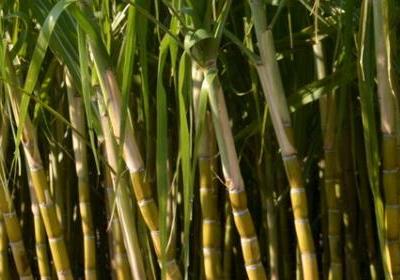 甘蔗中毒了如何進(jìn)行催吐早期治療