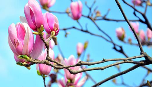 辛夷入藥都有哪一些效果