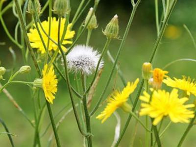 泡蒲公英花茶預(yù)防流感實(shí)際效果如何