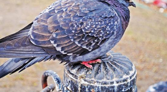 這幾種體質吃鴿子補身體適得其反