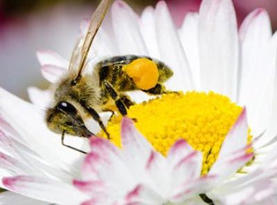 出現意外被蜜蜂蟄傷的應急解決消腫止痛法