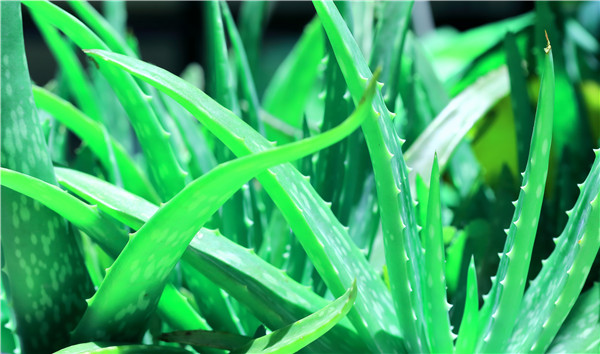蘆薈的功效
