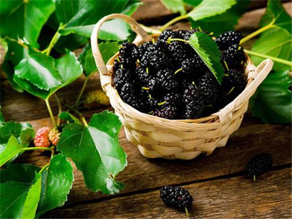 養腎的食物有什么