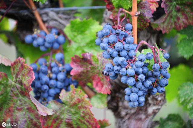 中醫學養生順口溜與養生三字經，太好用了