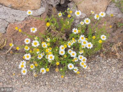 老醫生講:“吃三菜、飲二茶”,健康保健又健康養生