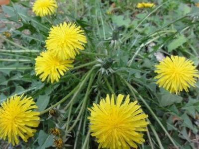 苦菜花的作用與功效 苦麻菜的不良反應